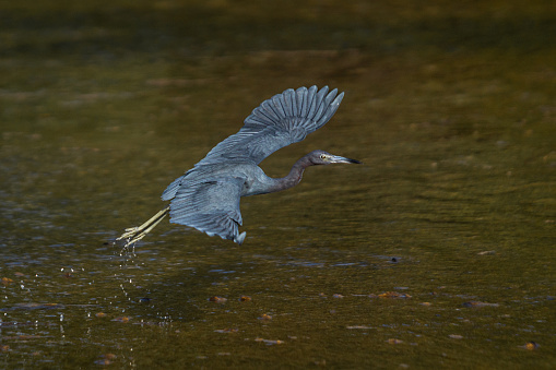 A little Blue Heron flight  in the magnificent natural reserve of Matanzaz in Cuba.
