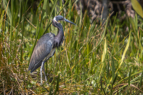 A Tri-Colored Heron seen fishing on a Florida barrier island.