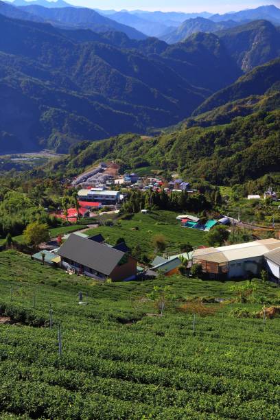 istock Tea fields in Shizhuo, Taiwan 2148283235