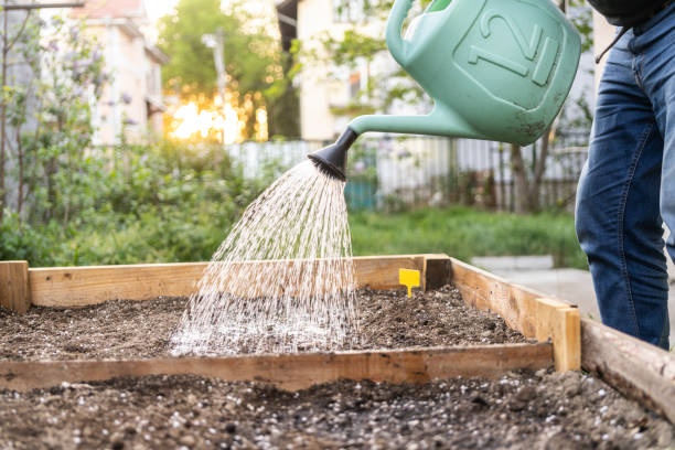 istock watering soil in vegetable garden at garden beds 2148283340