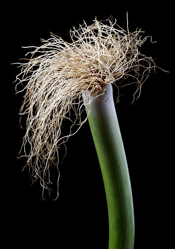 Organic leek root with ground crumbs isolated on black background.