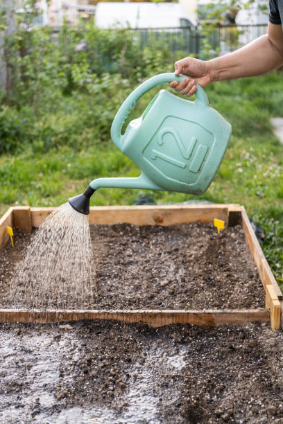 istock watering soil in vegetable garden at garden beds 2148283579