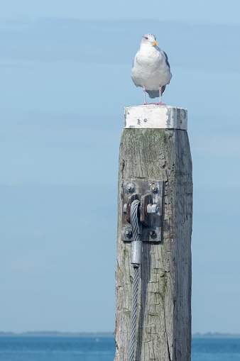 seagull at the northern sea in the netherland