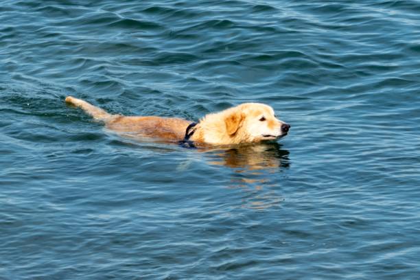istock dog in the water looking for fish 2148283858