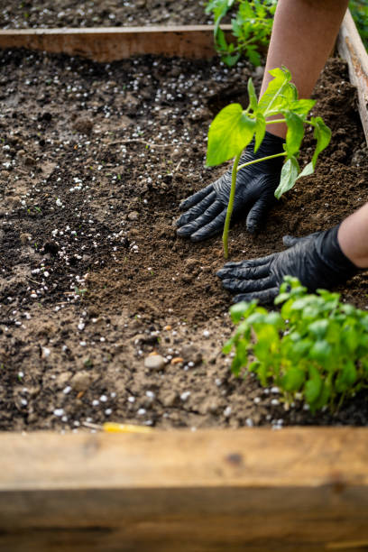 istock Seedling in vegetable garden at garden beds 2148284101