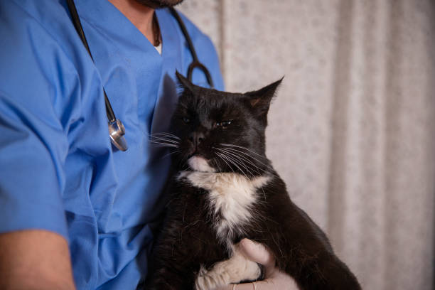 istock A black and white cat is being held by a vet, pet care concept 2148284347