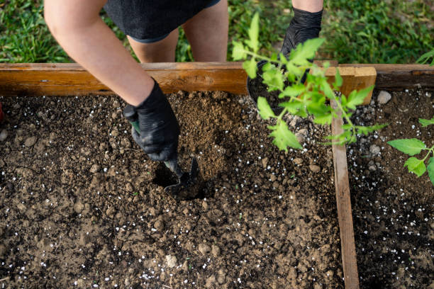 istock Seedling in vegetable garden at garden beds 2148284564