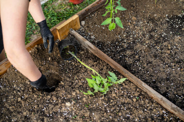 istock Seedling in vegetable garden at garden beds 2148284656