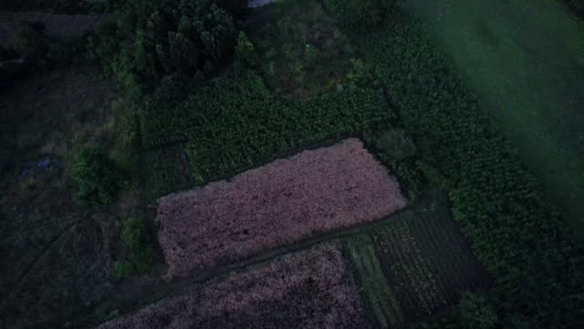 Lavender plantation