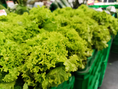 Texture of fresh green lettuce leaves fresh vegetables for healthy salad.