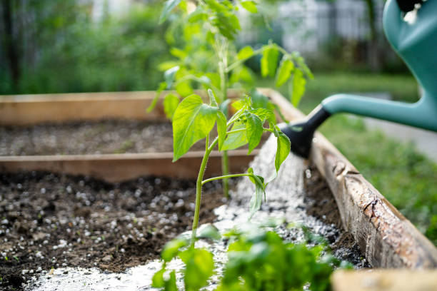 istock watering soil in vegetable garden at garden beds 2148285403