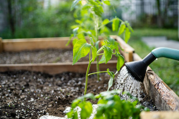 istock watering soil in vegetable garden at garden beds 2148285404
