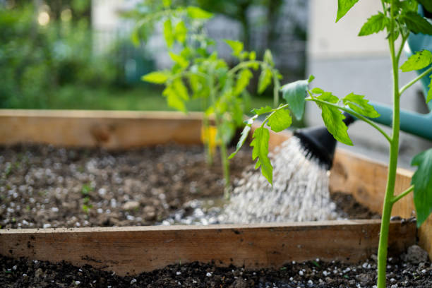 istock watering soil in vegetable garden at garden beds 2148285412