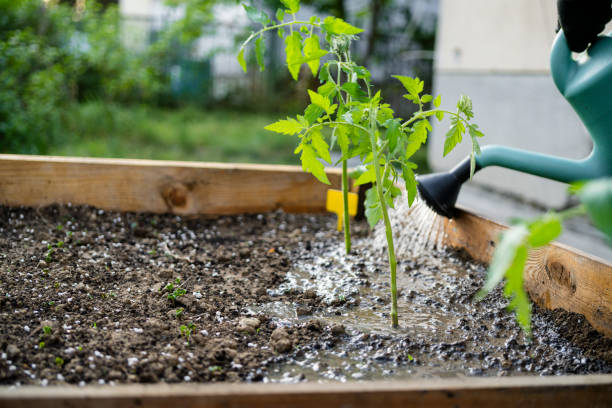 istock watering soil in vegetable garden at garden beds 2148285414
