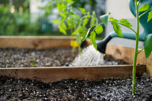 istock watering soil in vegetable garden at garden beds 2148285446