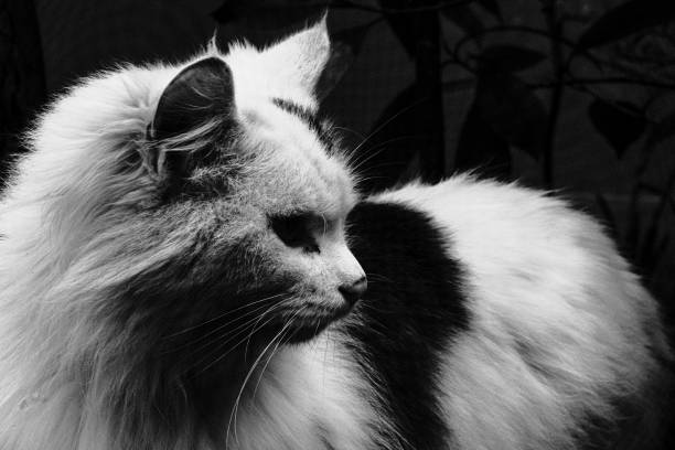 A black and white cat looks to the side
