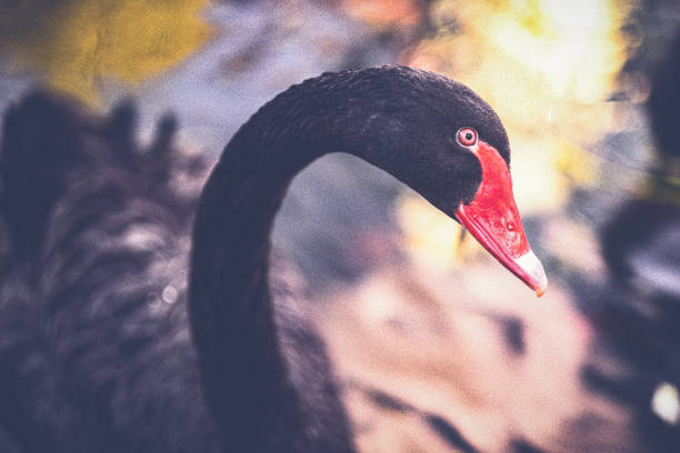 A black swan glides across a lake lit by the beautiful colors of sunset