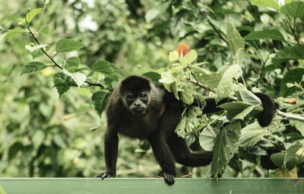 istock Monkey on the ledge in Costa Rica 2148285779