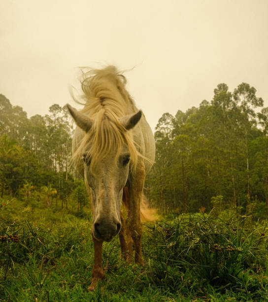 Gorgeous horse approaching with forest in background