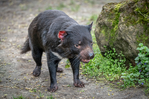 The menagerie, the zoo of the plant garden. View of a Tasmanian devil in a park