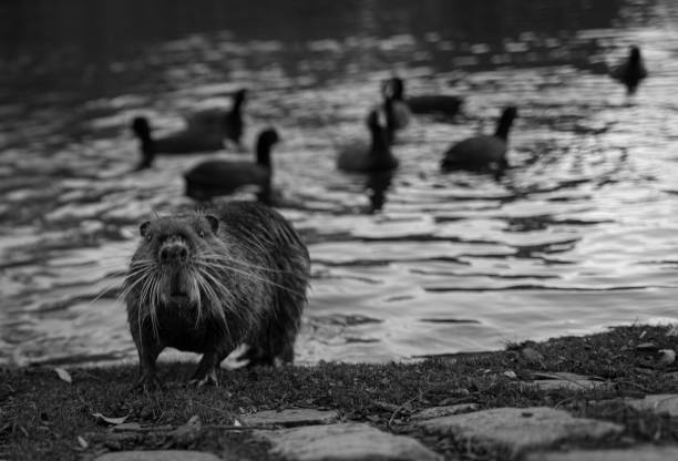 Cute coypu with long whiskers leaves duck filled lake in Buenos Aires