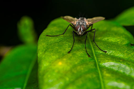 Close Encounter: Stunning Detail of a Housefly