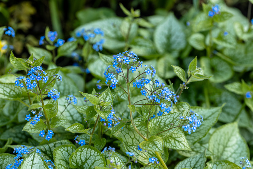 Brunnera macrophylla. Large green leaves and inflorescences with small blue flowers have formed continuous thickets. High quality photo. High quality photo