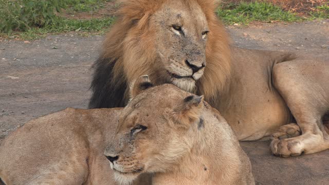 A large male lion shakes his head with a dark mane next to a lioness.