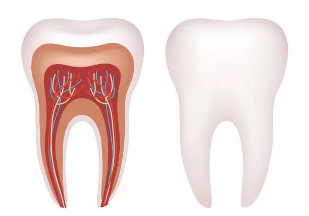 Vector illustration of The structure of a human tooth. Anatomy of the tooth. Vector illustration.