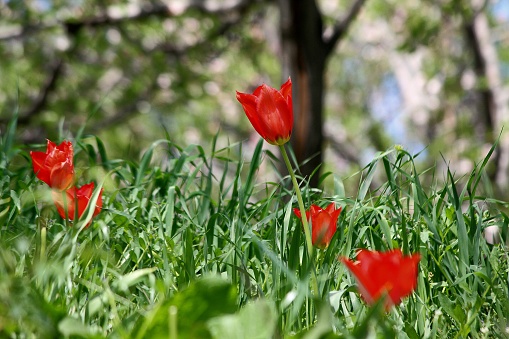 Red flower of the wild tulip among of the grass in south Kashmir’s Pulwama