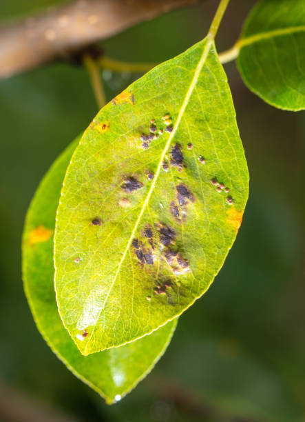 istock Diseases on pear leaves. Close-up 2148288025