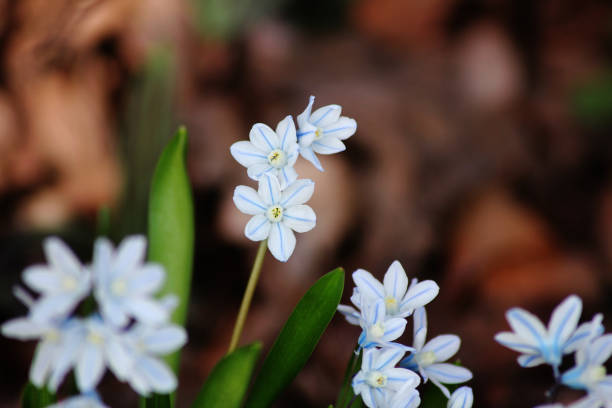 Puschkinia scilloides, commonly known as striped squill in the wild
