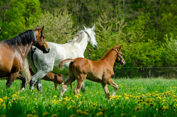 Warmblood horses on the pasture. Mare and foal in action