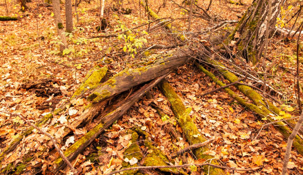 istock Fallen logs in the forest in autumn 2148289130