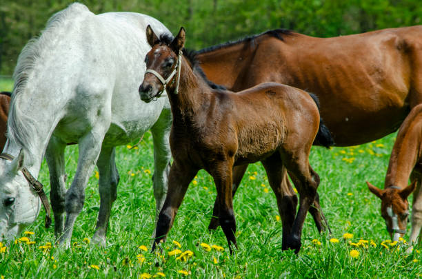 istock Warmblood horses on the pasture. Mare and foals 2148289212