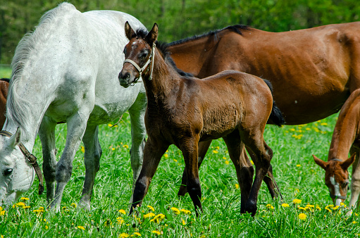 Young brown Arabian horse foal drinking milk from mother on green meadow