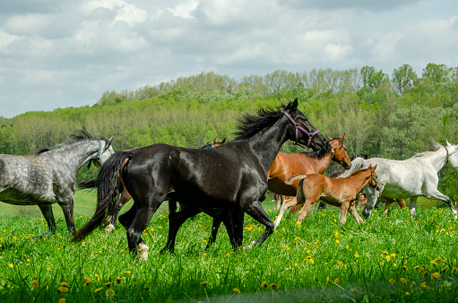 Warmblood horses on the pasture. Mare and foal in action