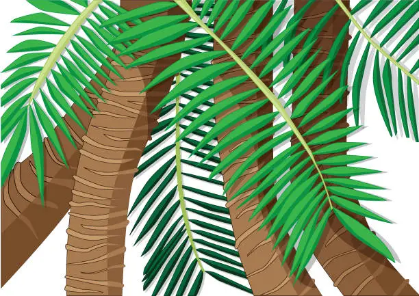 Vector illustration of coconut tree on white background illustration vector