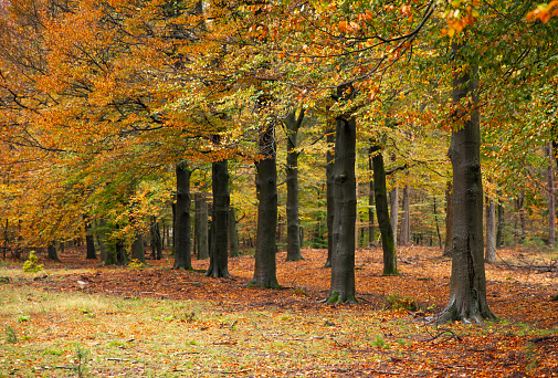 autumn forest with ground covered with fallen leaves