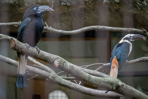 The menagerie, the zoo of the plant garden. View of a tarictic hornbill couple bird in a bird cage
