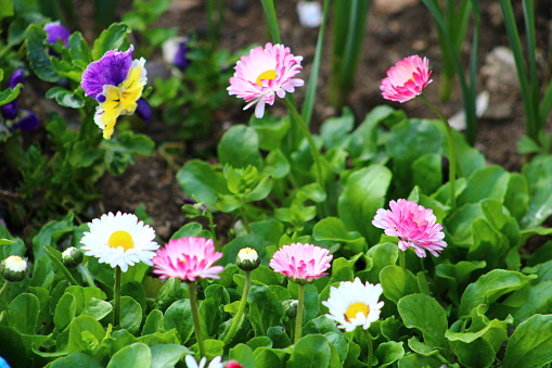 Chrysanthemums, sometimes called mums or chrysanthemum, are flowering plants of the genus Chrysanthemum in the family