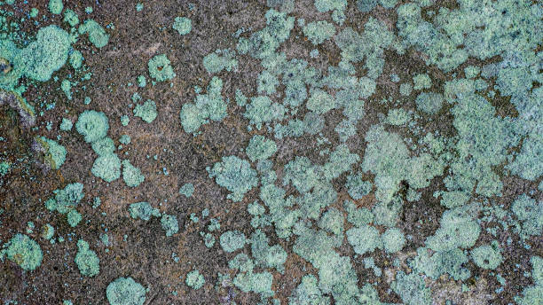 istock Concrete wall with moss and mold spores 2148291516