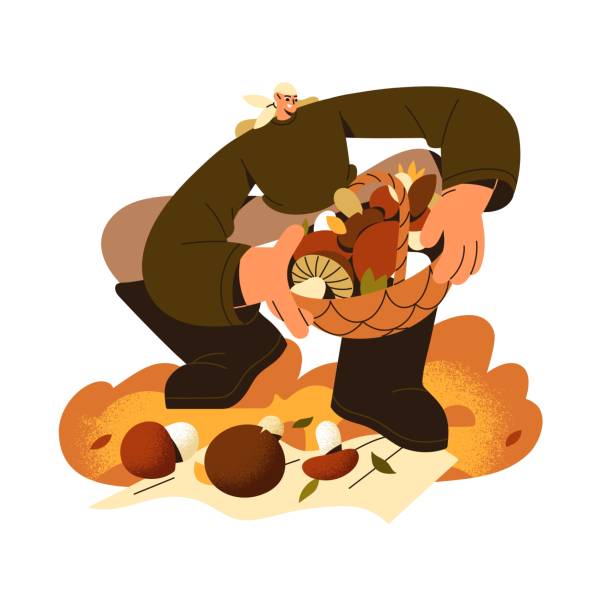grzybiarz zbiera, zbiera grzyby jadalne w lesie. szczęśliwy człowiek trzyma kosz pełen różnych podgrzybków, borowików. człowiek zbiera jesienne drewno. płaska ilustracja wektorowa na białym tle - grzybobranie stock illustrations