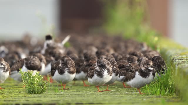 A group of ruddy turnstone (Arenaria interpres) standing on a jetty