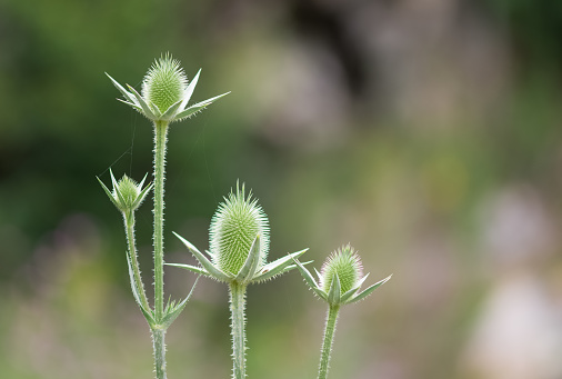 wild plants. prickly plants and flowers photos.