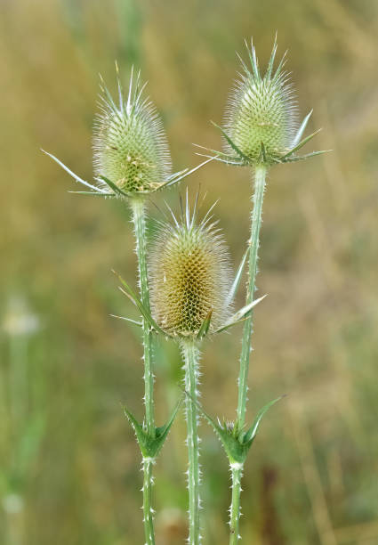istock wild plants. prickly plants and flowers photos. 2148292086