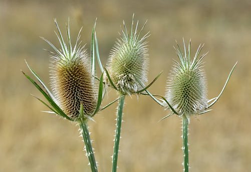 wild plants. prickly plants and flowers photos.