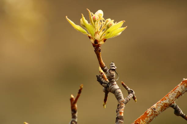 a tree branch with white flowers and a blurry background.