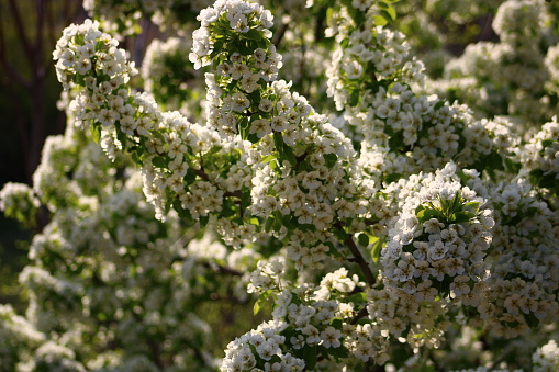 spring background. flower of pear fruit. a tree with white flowers that says spring on it.