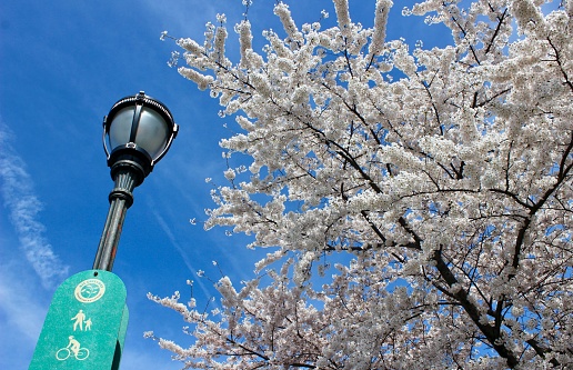 Green sign for a shared pedestrian and bike path attached to a street light next to cherry blossoms on the Manhattan Waterfront Greenway in Riverside Park, West Harlem, New York City